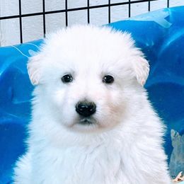 Berger Blanc Suisse Puppies from Moonlight Berger Blanc