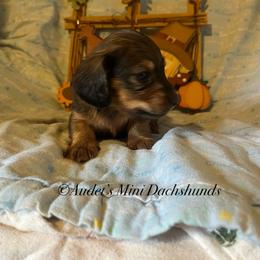 Kellogg - Cream male Dachshund puppy in East Dover, Vermont from Audet’s Mini Dachshunds