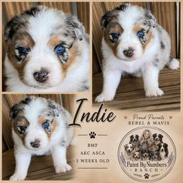 Indie - Blue merle female Australian Shepherd puppy in Magee, Mississippi from Paint ByNumbers Ranch