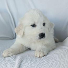 Boy 1 Red - White male Great Pyrenees puppy in Yakima, Washington from Naches Heights Ranch