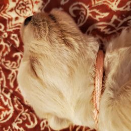 Scottish Terrier Puppies from Hyland Lake Scotties