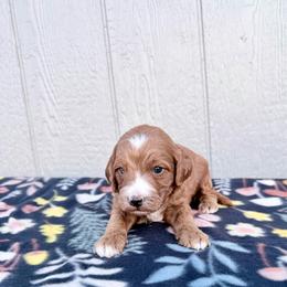 Girl 1 - Red female Irish Doodle puppy in Bloomfield, Iowa from Schooley Doodles