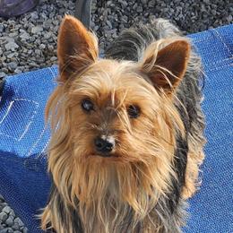 Yorkshire Terrier puppies from Royal  Furbabies
