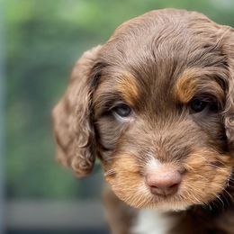 Boy 2 - Australian Labradoodle puppy in Lithia, Florida from Simply Trained