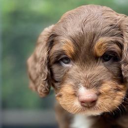 Boy 2 - Australian Labradoodle puppy in Lithia, Florida from Simply Trained