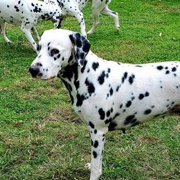 Ripley - Dalmatian