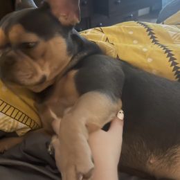 French Bulldogs from Streit Up Frenchies