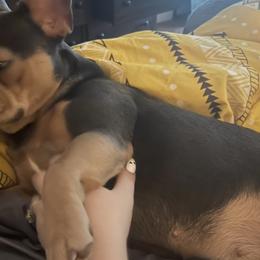 French Bulldogs from Streit Up Frenchies
