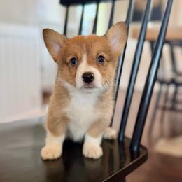Paige - Red female Pembroke Welsh Corgi puppy in Payson, Utah from Spring Creek Aussies + Corgis