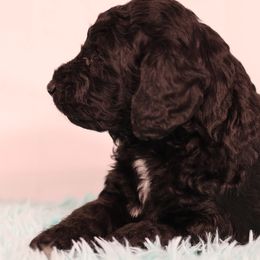 Ken - Black male Goldendoodle puppy in Windsor, Colorado from Front Range Family Doodles
