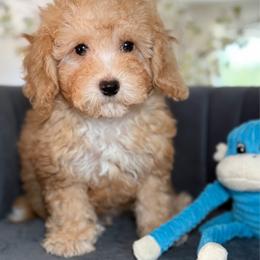 Beau - Red  male Goldendoodle puppy in Yuciapa, California from AlltheDoodlez_