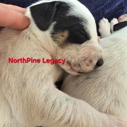 Creed - White black and tan male Dalmatian puppy in Janesville, Wisconsin from Legacy Dalmatians
