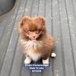 Choc boy 2800 no breeding rights - Chocolate male Pomeranian puppy in Kentucky from Em&M Pomeranians