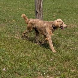 Stanley - Long Haired Weimaraner