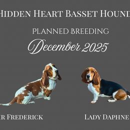 Basset Hound puppies from Hidden Heart Basset Hounds
