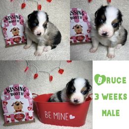 Australian Shepherd Puppies from Kayla's Aussies