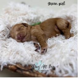 Green girl - Red  female Goldendoodle puppy in Valdese, North Carolina from Doodling All Day Goldendoodles