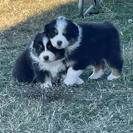 Australian Shepherd Puppies from South Ridge Aussies
