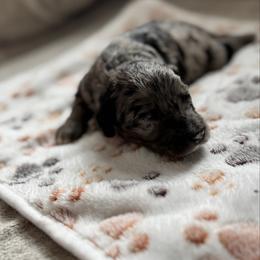 Navi - Merle female Bernedoodle puppy in Constableville, New York from Zehr’s Labradoodles & Bernedoodles