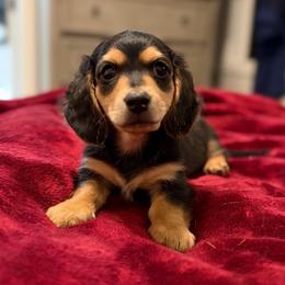 Charlie AKC - Black and tan male Dachshund puppy in Marseilles, Illinois from Zacha’s Doxie House