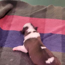 Rebecca - Brown and white female Saint Bernard puppy in Lowpoint, Illinois from Minnie's Majestic Saints