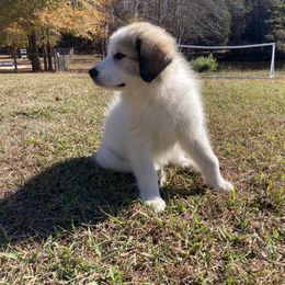 Great Pyrenees Puppies from Sweet Land of Liberty