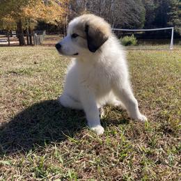 Great Pyrenees Puppies from Sweet Land of Liberty
