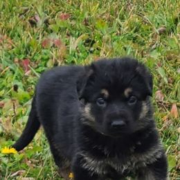 German Shepherd Puppies from Spruce Valley German Shepherds