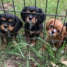 "10 week old puppies! " Cavalier King Charles Spaniel Puppies from Animal Encore’s Cavalier King Charles Spaniels