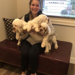 "Our daughter and co-breeder Lauren" Clumber Spaniel Puppies from Creswick Clumber Spaniels