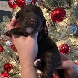 Caroline - Phantom female Goldendoodle puppy in Prosperity, Pennsylvania from Stelladoodles & Company