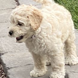 Australian Labradoodle Puppies from Tiny Treasures Australian Labradoodles