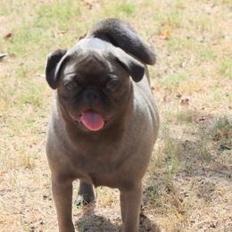 Lottie - Pug