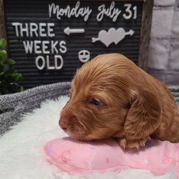 Dachshund Puppies from Mini Dachshunds of Northeast Arkansas