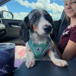 Bulldog, Bull Terrier, and Dachshund Puppies from Cloud Nine Ranch Bullies