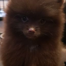 Pomeranian Puppies from FrasierLand Pom Parents