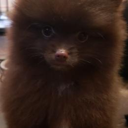 Pomeranian Puppies from FrasierLand Pom Parents