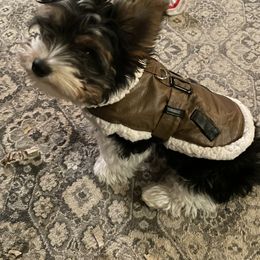 Biewer Terrier Puppies from Southern Star Biewers