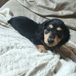 Poppy (AKC) - Black and cream female Dachshund puppy in Cypress, Texas from Cypress Dachshunds