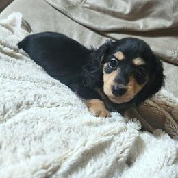 Poppy (AKC) - Black and cream female Dachshund puppy in Cypress, Texas from Cypress Dachshunds