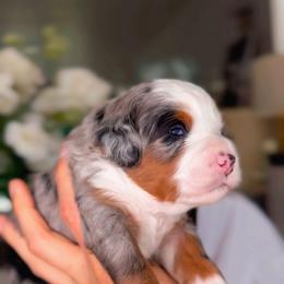 Waffles - Merle female Bernedoodle puppy in West Jordan, Utah from Doodles Friend