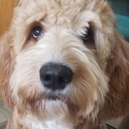 Hazel - Goldendoodle
