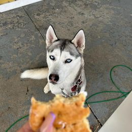 Linda - Siberian Husky