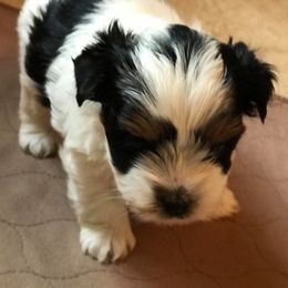 Biewer Terrier Puppies from Lpc Biewer Terriers