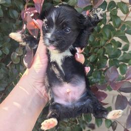 Pluto - Parti male Yorkshire Terrier puppy in Lakeland, Florida from You Me & The Yorkies