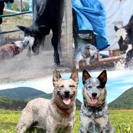 Australian Cattle Dog puppies from Jedda ACDs