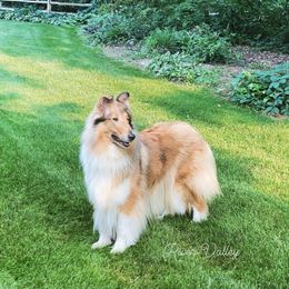 Holly - Collie