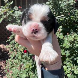 Male 1 - Black white and tan male Cocker Spaniel puppy in Greensboro, North Carolina from Cochran Spaniels