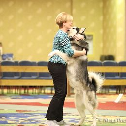 Alaskan Malamute All Grown Up from Illusion Kennel