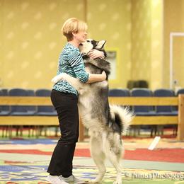 Alaskan Malamute All Grown Up from Illusion Kennel